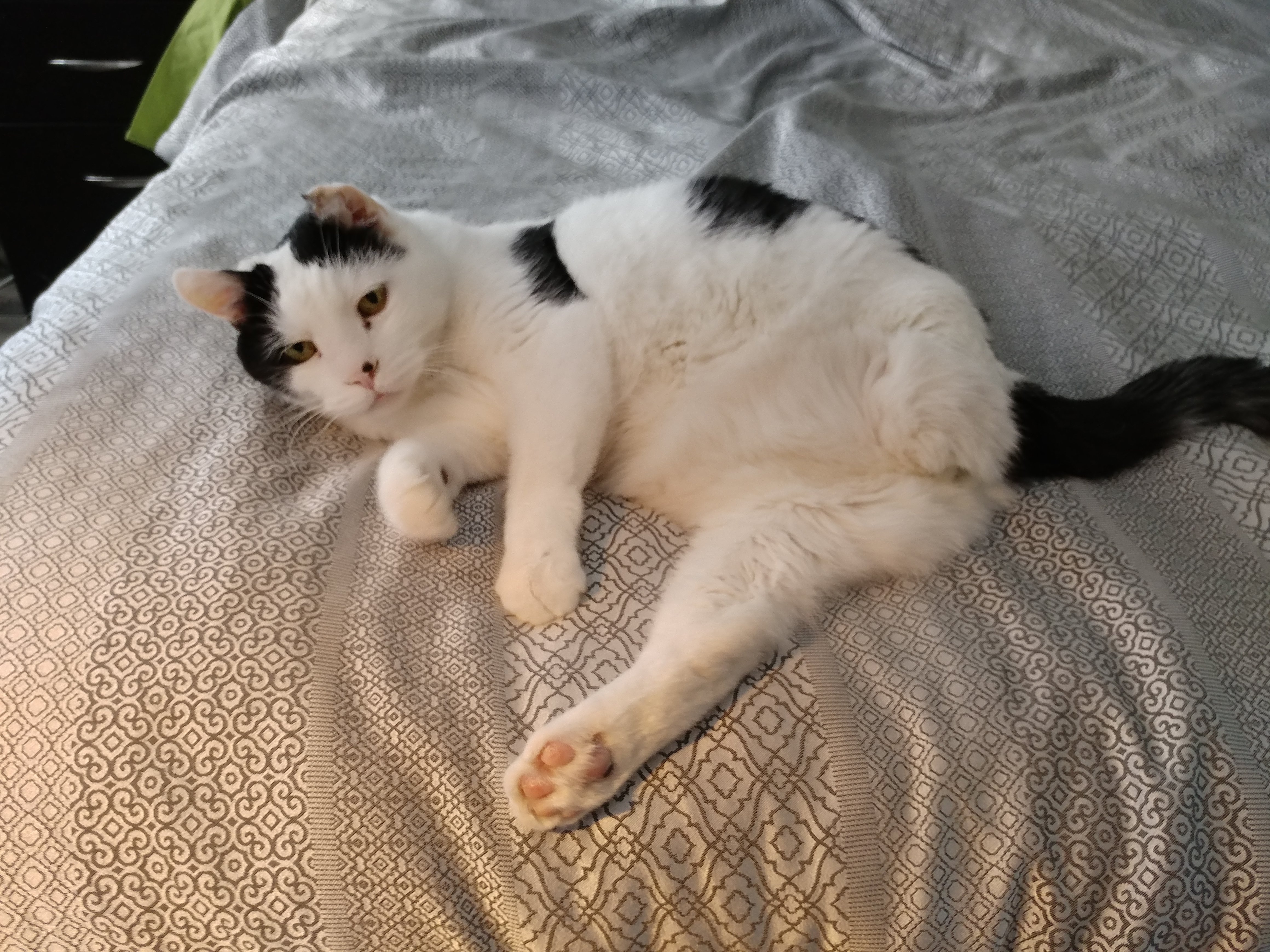 My cat Trois-Pattes My cat Trois-Pattes