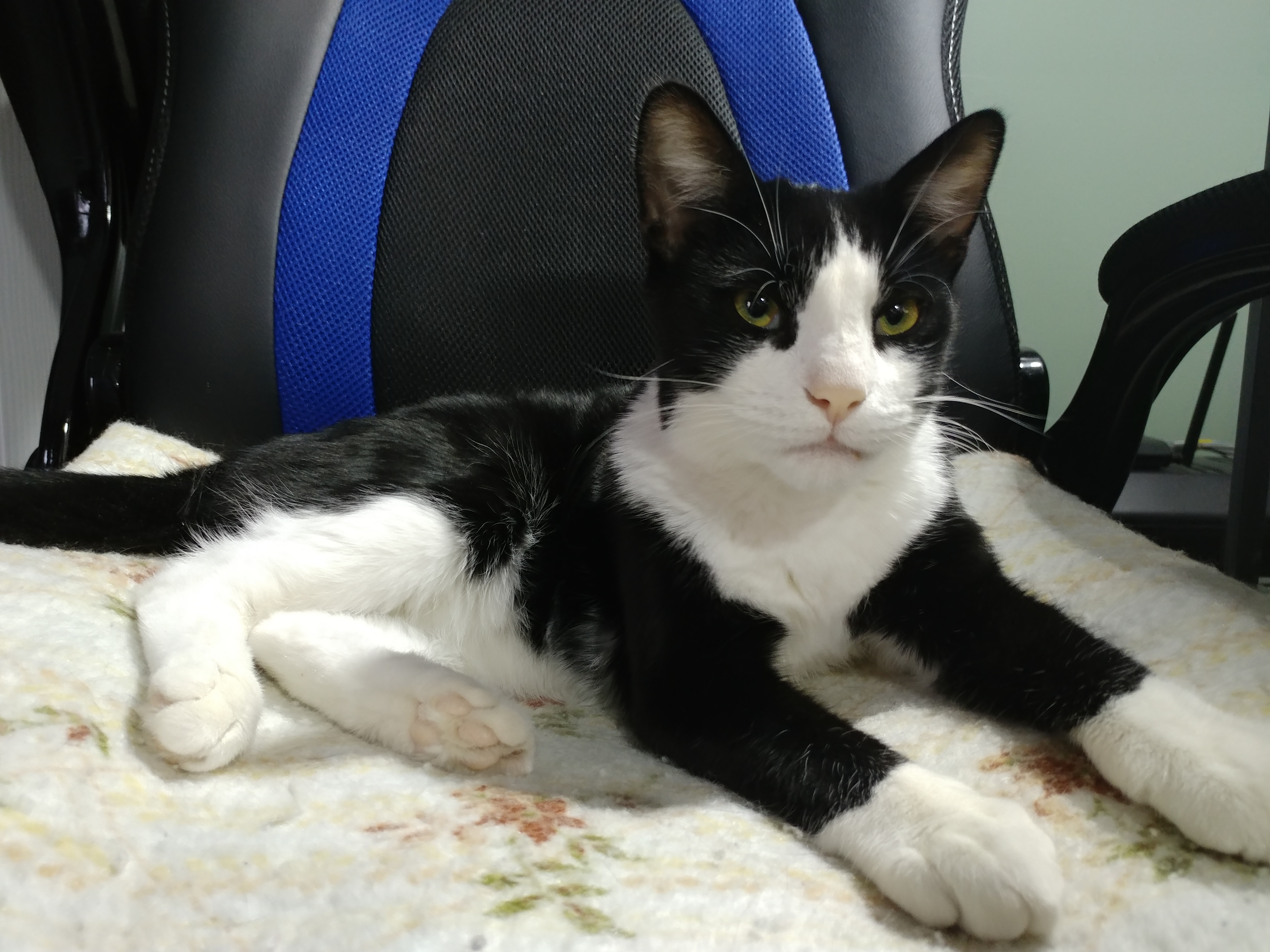 My cat Willy My cat Willy